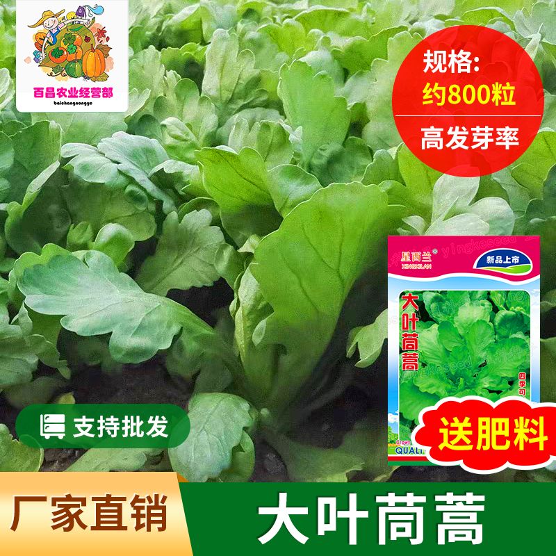 大叶茼蒿种子蔬菜种子套餐四季易家庭园艺种子