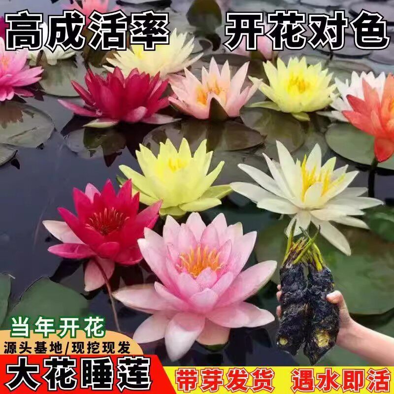 精品池塘睡莲花鱼缸带花苞