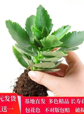 长寿花小苗巴黎重瓣单瓣大花宫灯金狐狸鹿角长寿花苗四季绿植盆栽