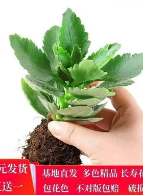 长寿花小苗巴黎重瓣单瓣大花宫灯金狐狸鹿角长寿花苗四季绿植盆栽