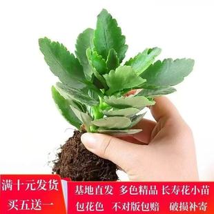 长寿花小苗巴黎重瓣单瓣大花宫灯金狐狸鹿角长寿花苗四季 绿植盆栽