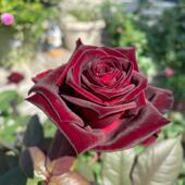 黑巴克棒棒糖勤开花量大特大花朵浓香盆栽玫瑰四季 开花耐寒花卉