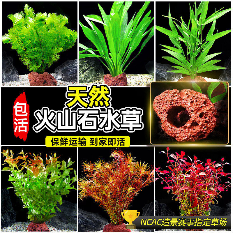 草缸陶瓷水榕鱼缸火山石水草蜈蚣草造景植物装饰底砂蜈蚣草底座沉