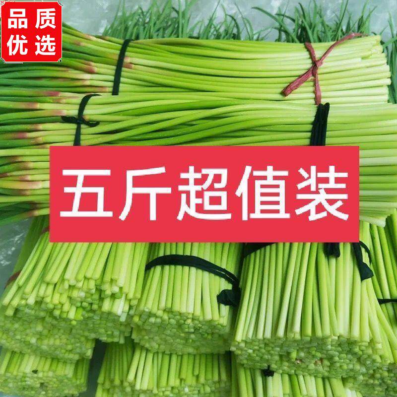 5斤蒜苔新鲜现发嫩蒜薹红