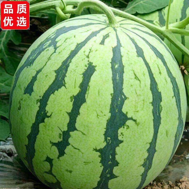 [产地直发正宗麒麟美都无