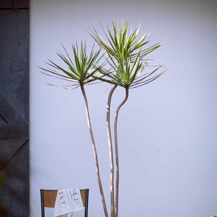 已更新／蔷薇之光plant plan3大型绿植千年木马尾铁造型盆栽