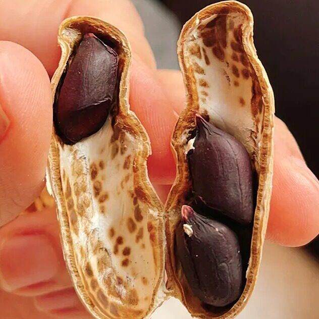 速发现货滇品客农科院云南黑花生带壳紫皮花生新货晒干原味即食坚
