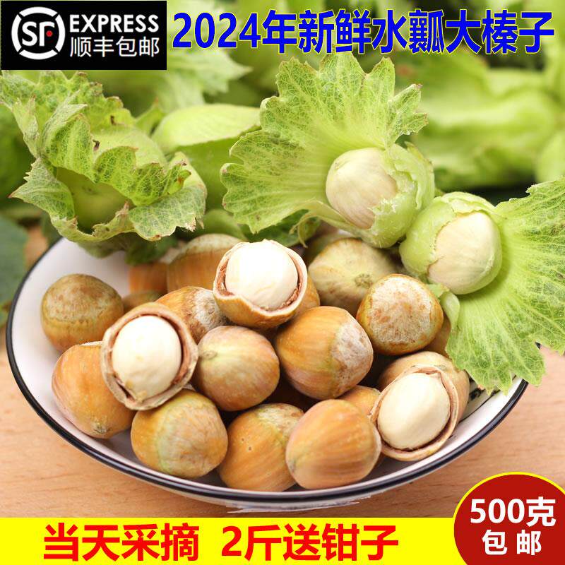 新日期2024年新鲜大榛子新