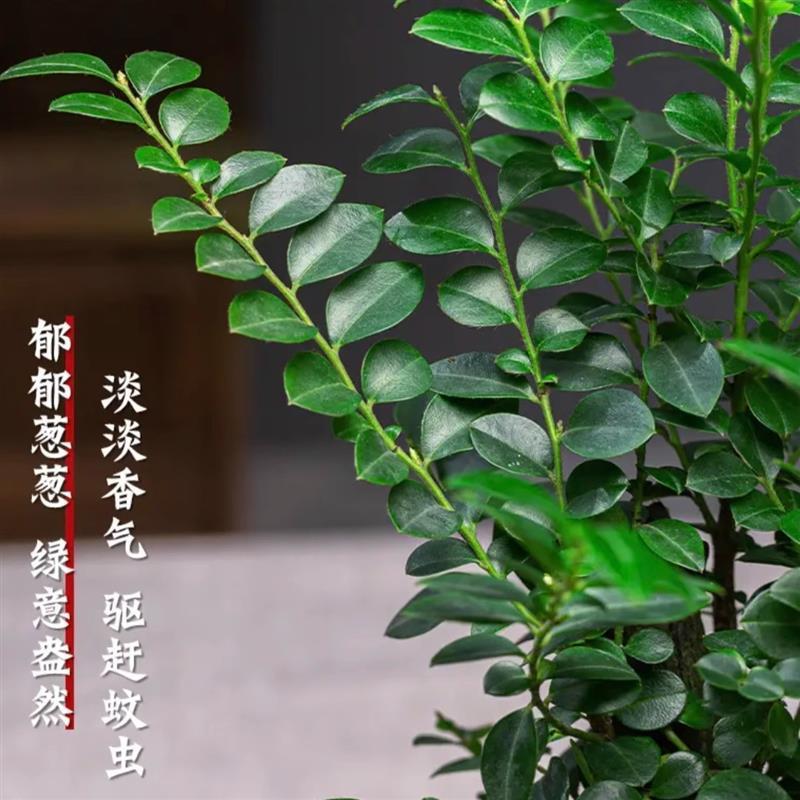 小叶紫檀黑骨茶盆景书房办公室绿植盆栽老桩室内好养树苗观叶植物