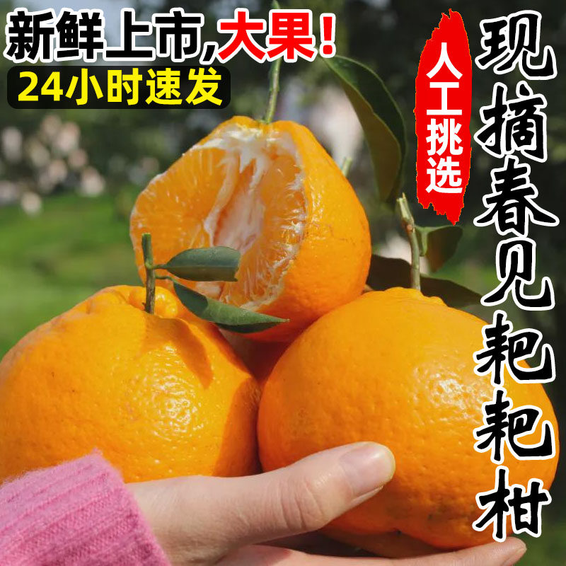 四川春见耙耙柑粑粑柑10斤新鲜水果橘子当季整箱杷杷柑丑桔子包邮,水产肉类/新鲜蔬果/熟食,桔子,淘宝优惠券,粉丝福利购,淘宝优惠卷