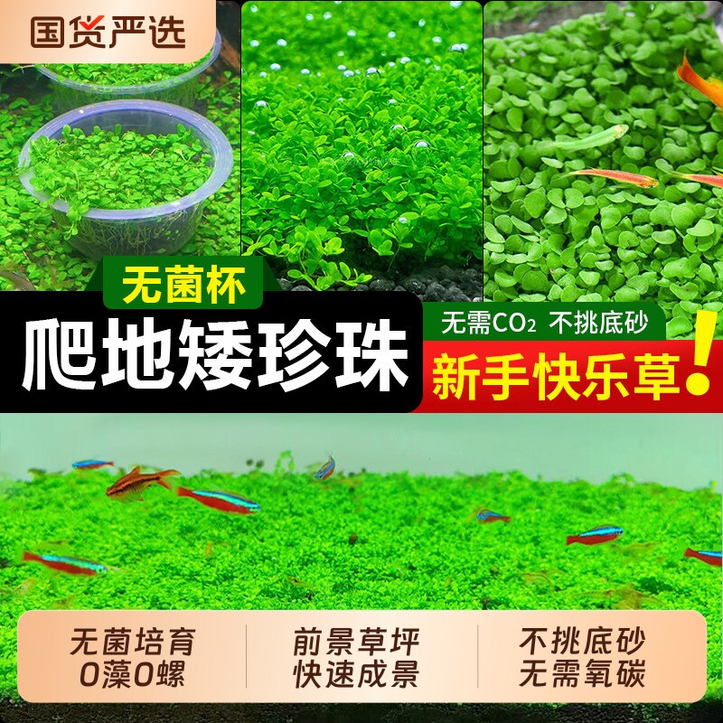 无菌杯爬地矮珍珠水草趴地矮阴性前景草鱼缸造景专用铺草坪日本矮
