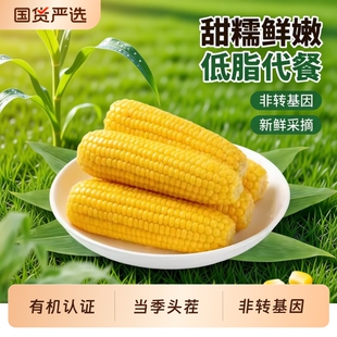 轻语时光×奶熊联名有机黄糯玉米段260g*8根