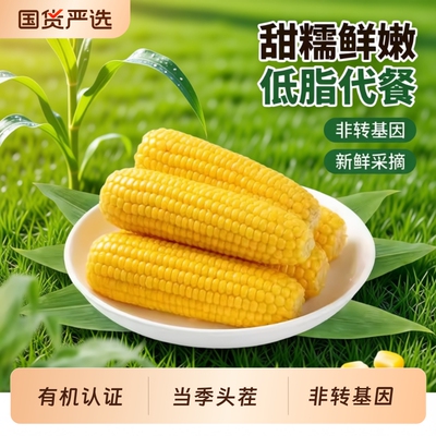 有机认证新鲜软糯香甜黄糯玉米