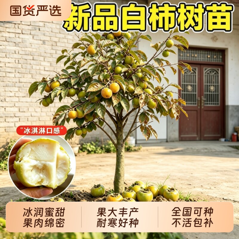 新品种白柿冰淇淋果苗状元红巧克力白柿子树苗嫁接苗阳台庭院盆栽
