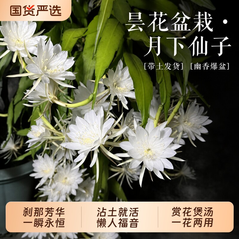 昙花盆栽室内阳台庭院四季开花好养室内花卉绿植小叶新手花期长