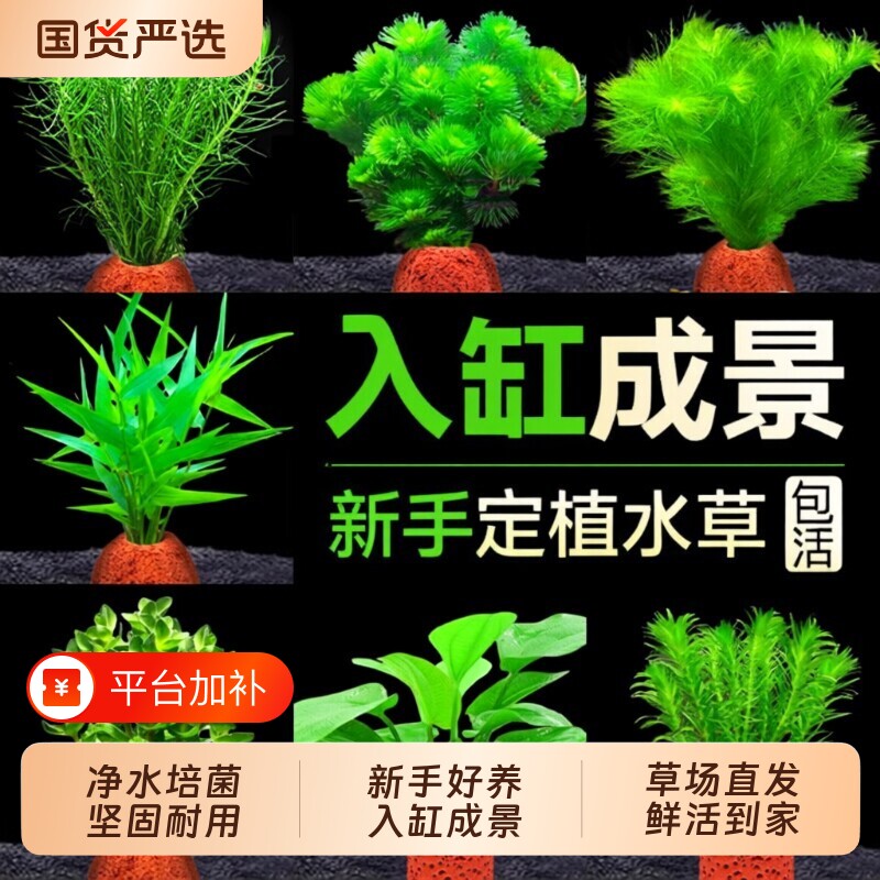 鱼缸火山石水草植物造景装饰专用水培阴性蜈蚣草绿菊真草增氧摆件