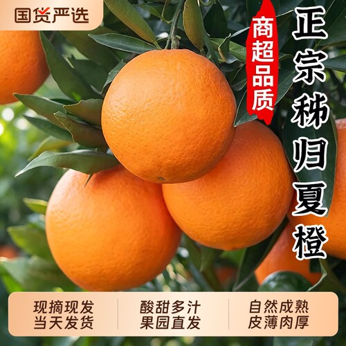 秭归夏橙整箱手剥高山当季甜橙