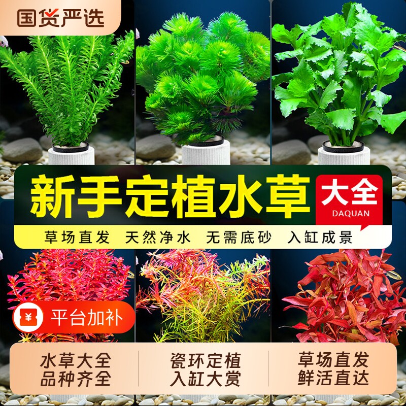 水草植物鱼缸造景活真草水榕绿植阴性蜈蚣草鱼草好养十字沉木大叶