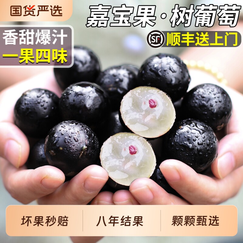 现货顺丰沙巴嘉宝果树葡萄孕妇新鲜水果罕见稀有高端品种整箱包邮