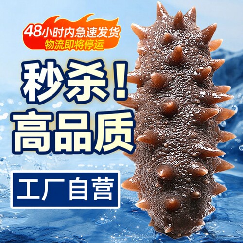 优质即食海参辽刺参即食500g鲜活辽参海生刺参单个真空独立包装