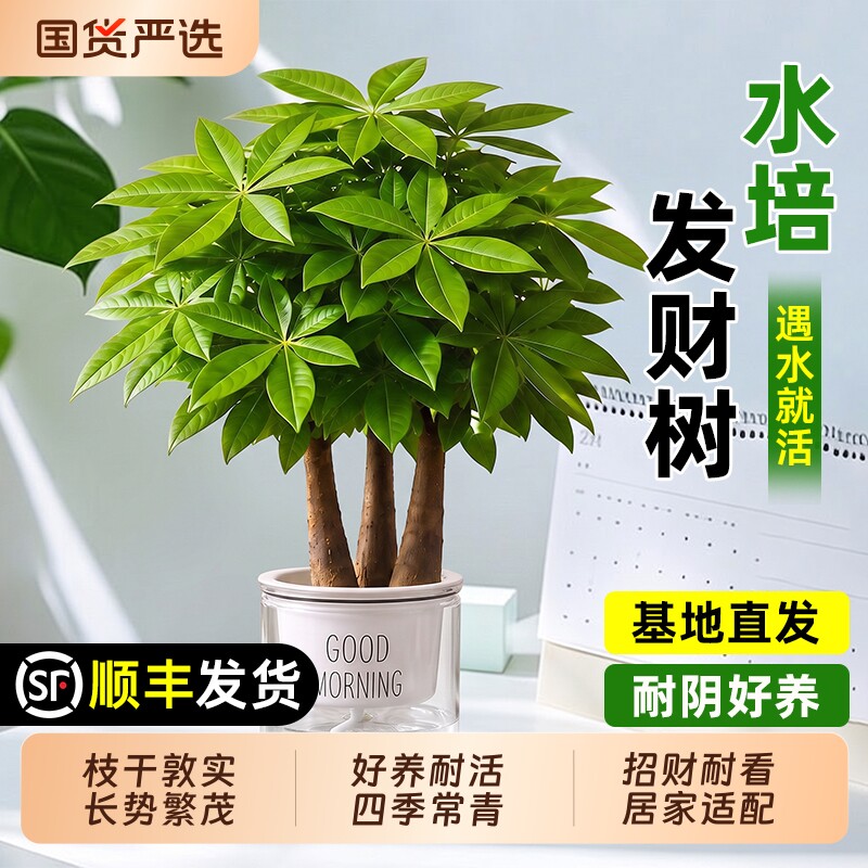 发财树花卉盆栽旺宅桌面盆景办公室绿植客厅好养室内植物禅意四季