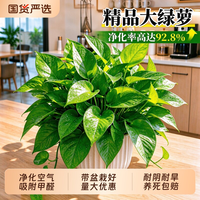 绿箩植物室内长藤大叶绿萝盆栽甲醛净化空气好养垂吊大绿萝客厅