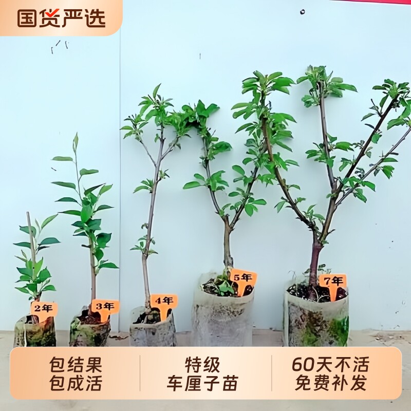 车厘子树苗南北种植黑珍珠嫁接苗庭院盆地栽特大果树果苗当年结果