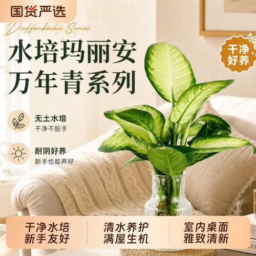 【烈儿宝贝直播间】超好养水培玛丽安盆栽系列办公室室内雅致