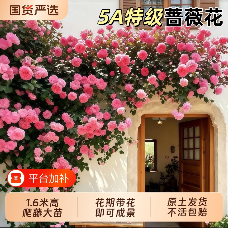 蔷薇花苗藤本月季爬藤四季开花爬墙植物庭院树苗盆栽花卉玫瑰鲜花
