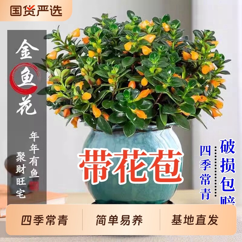 金鱼吊兰盆栽带花苞金鱼花四季室内客厅阳台常青绿植物好养活花卉