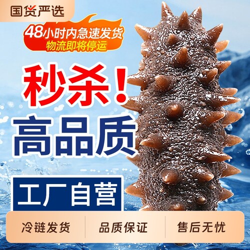 优质即食海参辽刺参即食500g鲜活辽参海生刺参单个真空独立包装