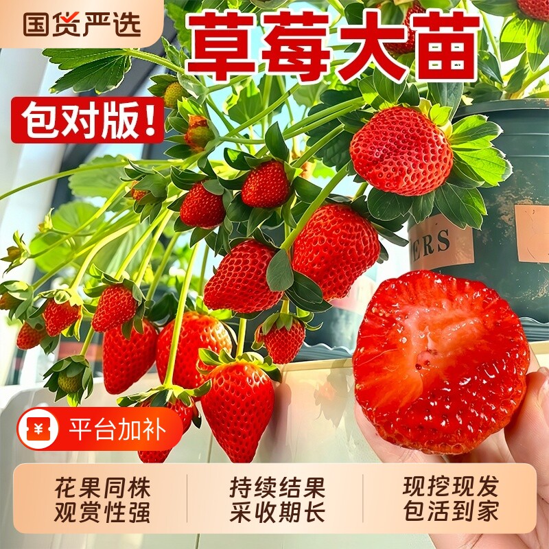 奶油草莓苗盆栽带花带果带土种籽子红颜四季结果阳台种植新苗苗秧