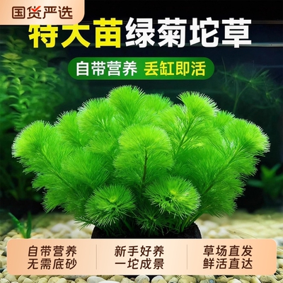 绿菊大坨草水草鱼缸造景装饰绿植