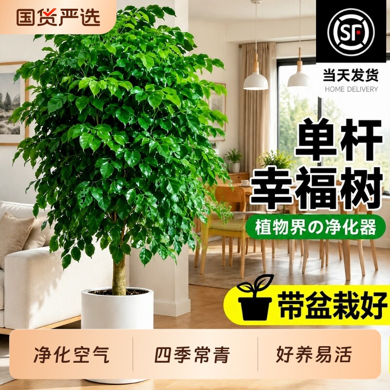 幸福树盆栽室内客厅大型绿植净化空气除甲醛植物老桩家里耐阴大气