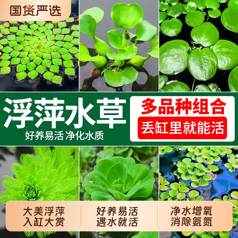 浮萍水草植物鱼缸造景水培一叶莲水芙蓉古法缸龟缸净水装饰漂浮草