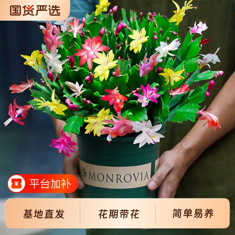 蟹爪兰盆栽带花苞混色花苗四季绿植花卉植物室内螃蟹爪莲开花好养
