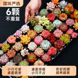 花卉盆栽室内多肉植物组合6盆 礼金+下拉点淘金币补贴9.8元包邮