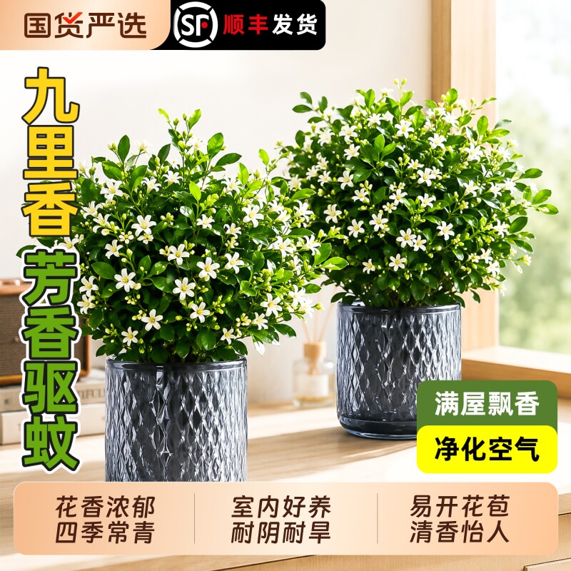 九里香绿植盆栽茉莉花驱蚊驱虫植物室内外带花苞正宗树苗阳台盆景图片