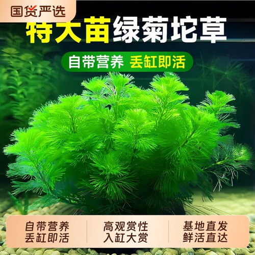 绿菊蜈蚣草水草坨|超1000次加购