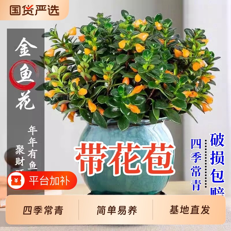 金鱼吊兰盆栽带花苞金鱼花四季室内客厅阳台常青绿植物好养活花卉