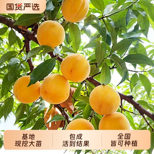 黄桃树苗桃树果苗冬桃嫁接苗南北方庭院四季种植果树果苗当年结果