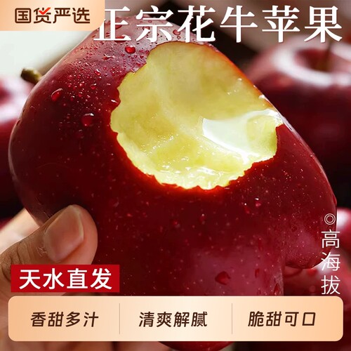 天水花牛苹果脆甜多汁新鲜