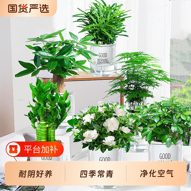 栀子花盆栽四季开花发财树易活水培植物绿萝植室内花卉大树苗多肉