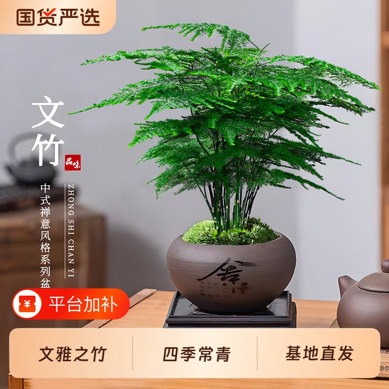 文竹盆栽植物室内客厅中式禅意盆景办公室桌面花卉云竹迷你小绿植
