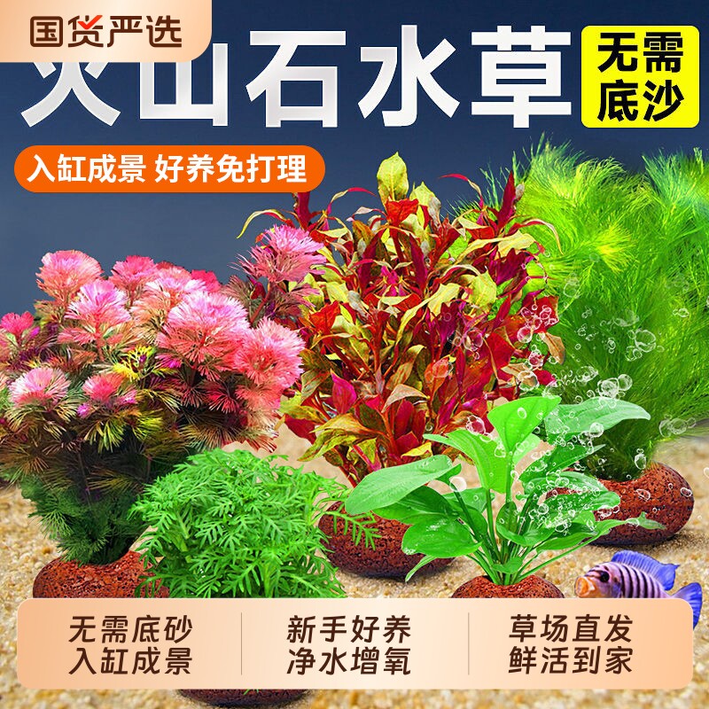 鱼缸火山石水草植物造景真草水培蜈蚣草水榕阴性绿菊净化水质套餐