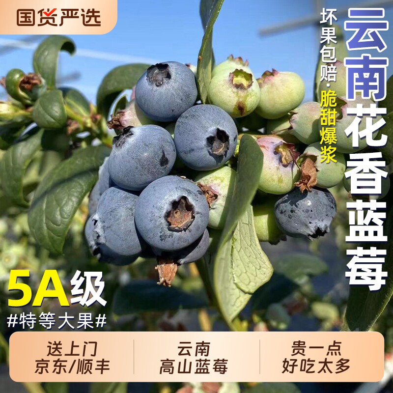 云南高山L25花香蓝莓鲜果当季新鲜脆甜水果现摘怡颗大果整箱包邮
