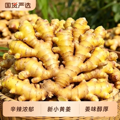 云南小黄姜辛辣浓郁整箱