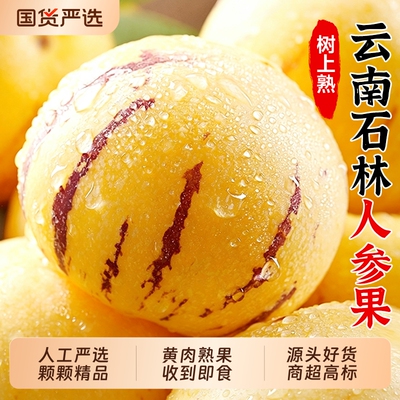 云南石林人参果！黄肉圆果树上熟