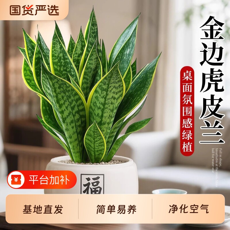 金边虎皮兰盆栽多肉水培植物室内绿植虎尾兰办公好养花卉适合客厅