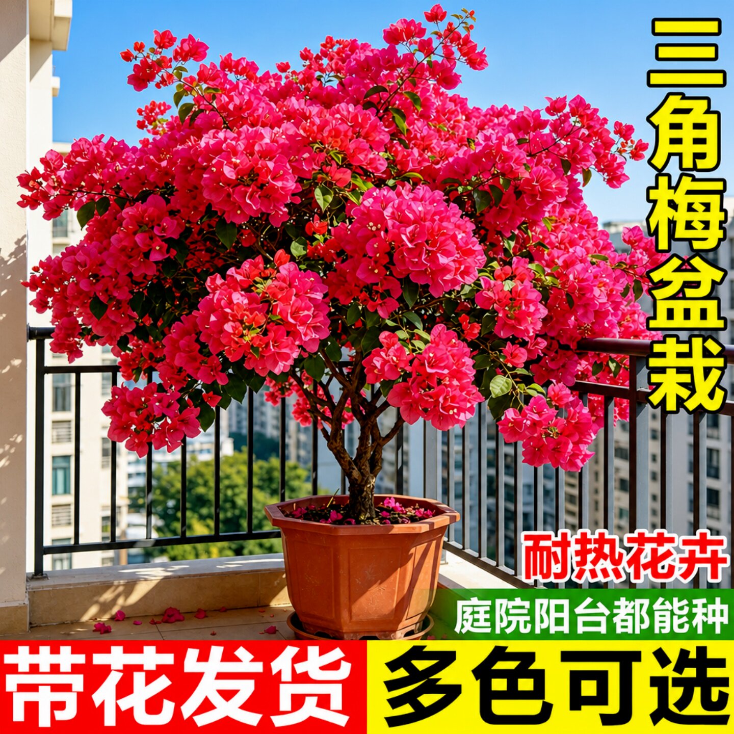三角梅盆栽带花老桩中国红重瓣绿樱树苗阳台花卉植物庭院四季勤花